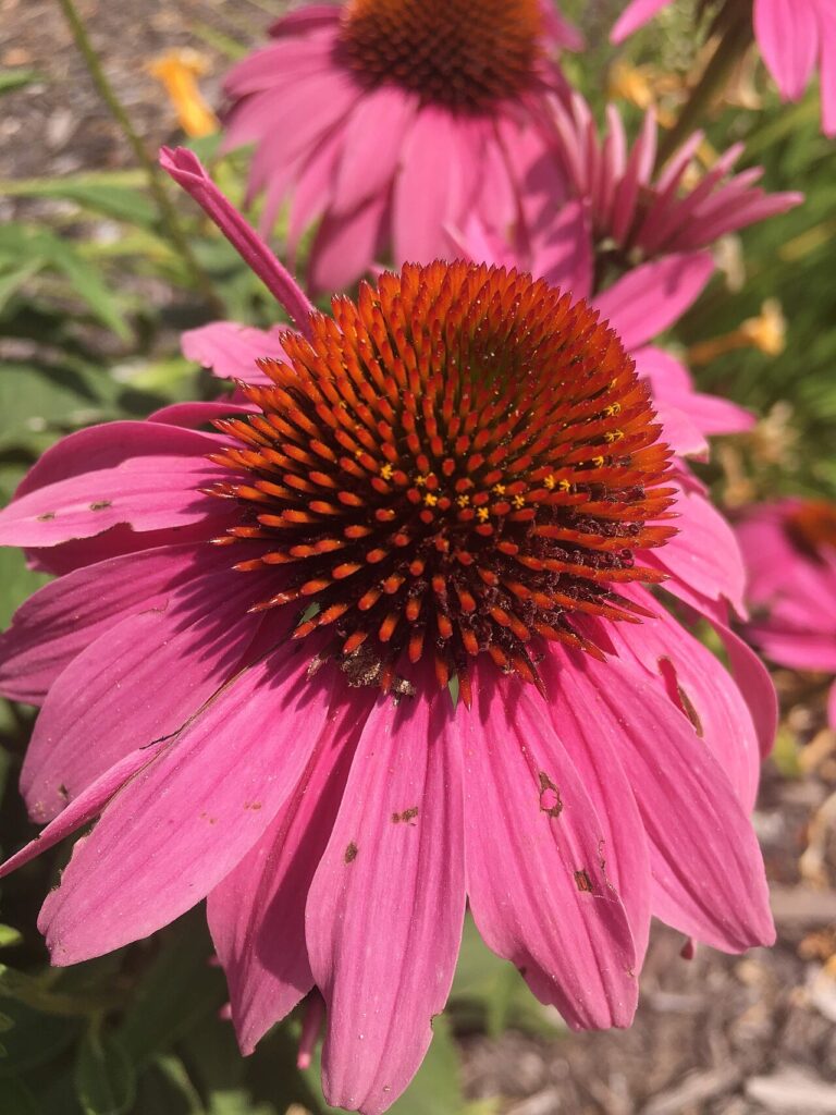 Décorer les parterres de jardin avec de l’échinacée - I enjoyed reading about this perennial! Use Wildlife: Echinacea spp. attract butterflies and hum