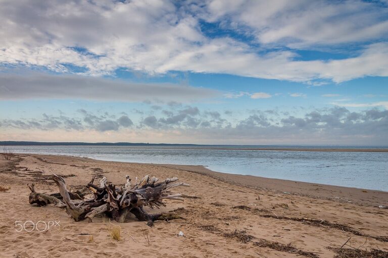 Des étagères en bois flotté! Voici 11 idées pour vous inspirer… Magnifique!
