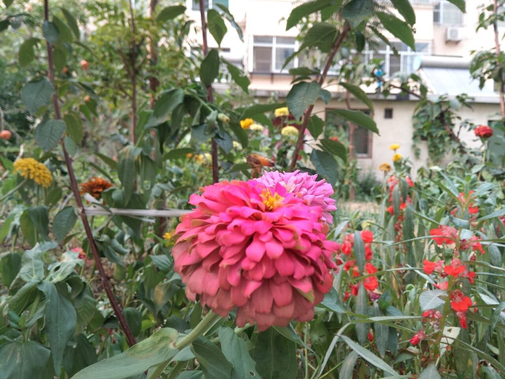 9 plantes pour apporter une touche de Méditerranée dans son jardin - A flower.