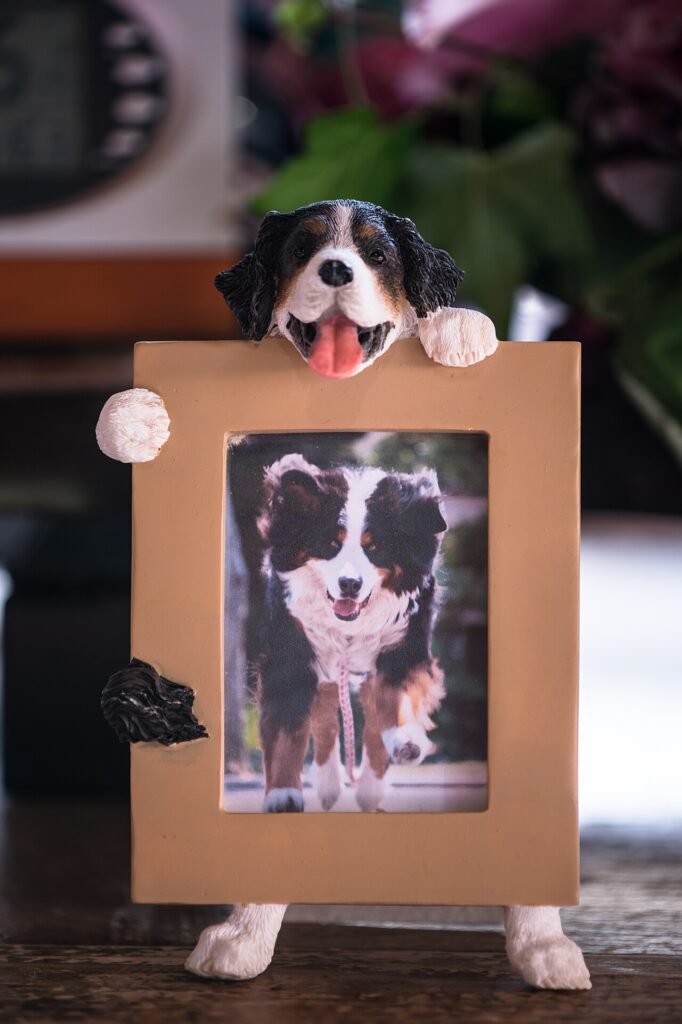 Créer un angle photos! Voici 20 idées déco originales avec vos photos… - I found a interesting photo frame of bernese mountain dog in Pier 39, San Fra