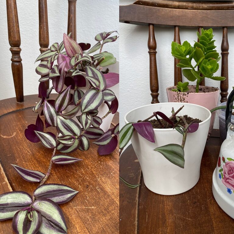 Une étagère à plantes pour ajouter la touche green dans votre intérieur!