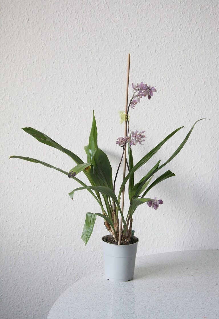 Mon orchidée est en train de mourir : que dois-je faire ?