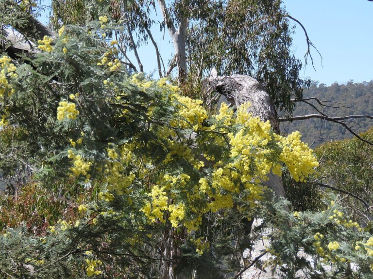 Mimosa en pot : secrets de culture et d’entretien