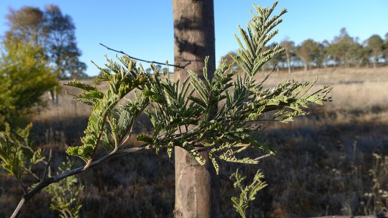 Mimosa : curiosités, comment soigner la plante, les variétés et le moment de la floraison