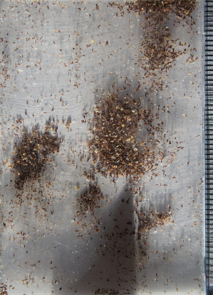 L’arrosage des plantes grasses - Aeonium canariense var. palmense seeds.