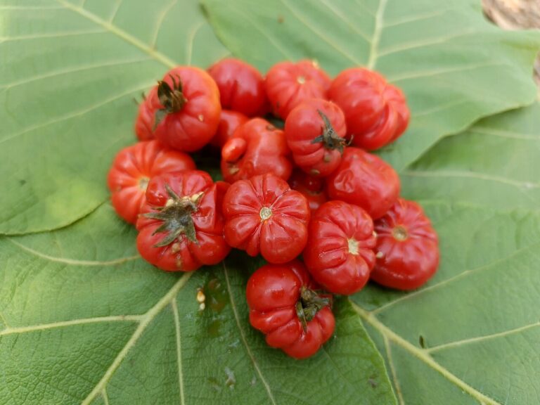 5 règles d’or pour cultiver des tomates en pots : mini-guide pour balcons et petits jardins