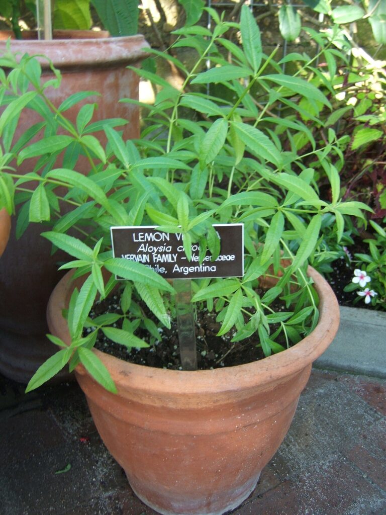 Customiser un pot en terre cuite! 20 idées magnifiques + Vidéo… - Aloysia citrodora at the US Botanical Garden