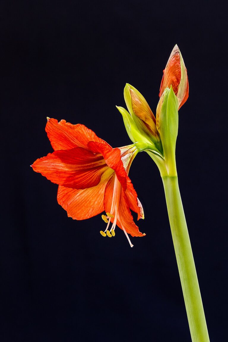 Plantes grimpantes à fleurs: 7 belles variétés pour un extérieur coloré