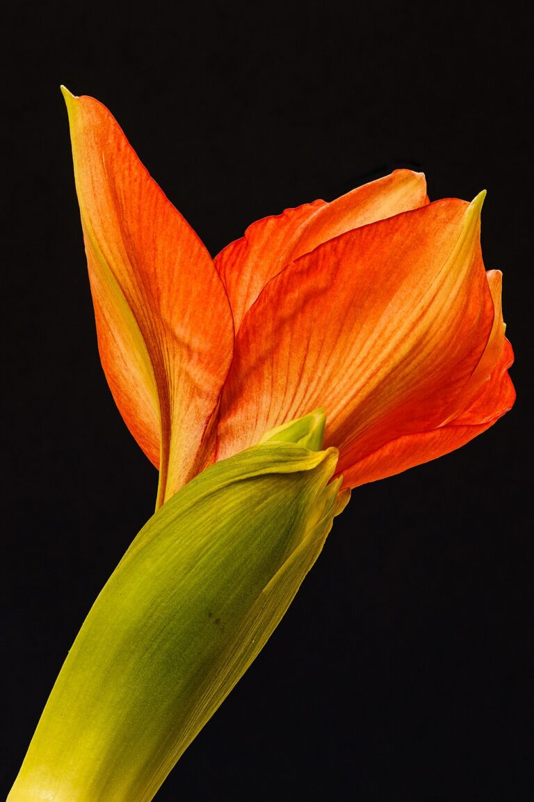 20 idées déco magnifiques avec des plantes! Laissez-vous inspirer…
