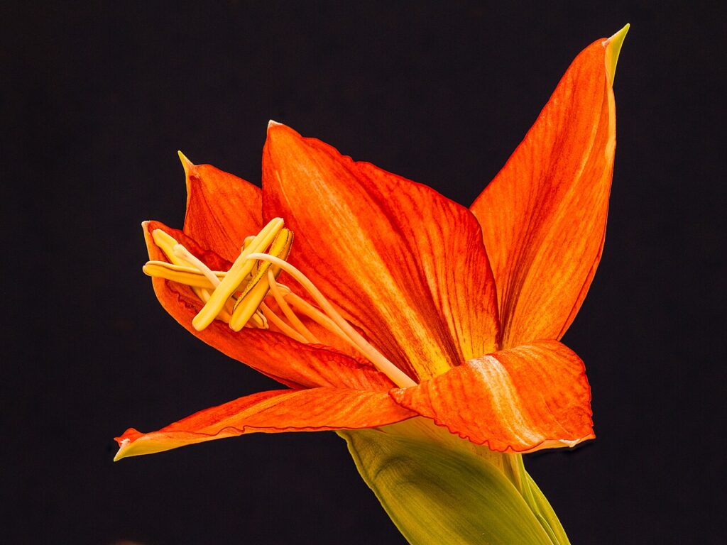 Plantes porte - Hippeastrum houseplant. The delicate beauty of the flower whose stamens have yet to grow outwards. Focus stack of 12 photos