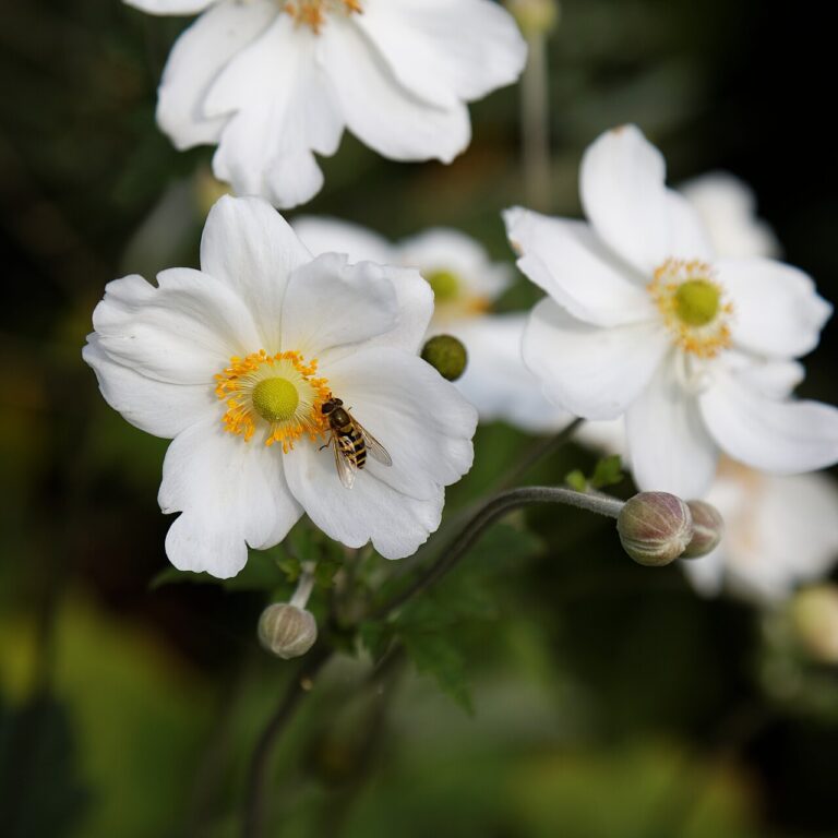 Découvrez 7 plantes vivaces nécessitant peu d’entretien pour un massif de jardin persistant