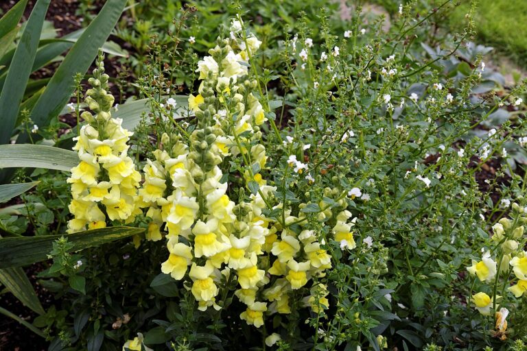 Boostez votre jardin : voici les meilleures plantes à bouturer en juillet