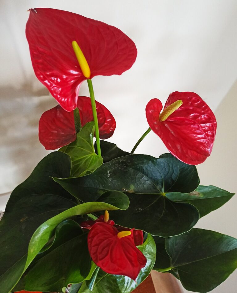Anthurium : caractéristiques et conseils pour prendre soin de cette belle plante d’intérieur
