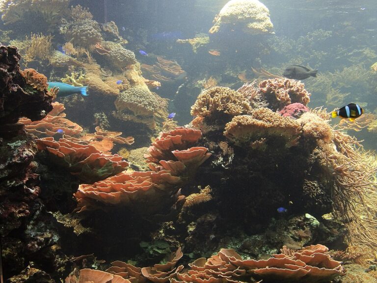 Un peu d’inspi pour décorer un petit aquarium! 20 idées…