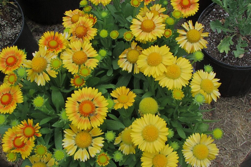 Plantes suspendues - Gaillardia 'Arizona Apricot' on August 4, 2017 in Santa Rosa, Ca.
