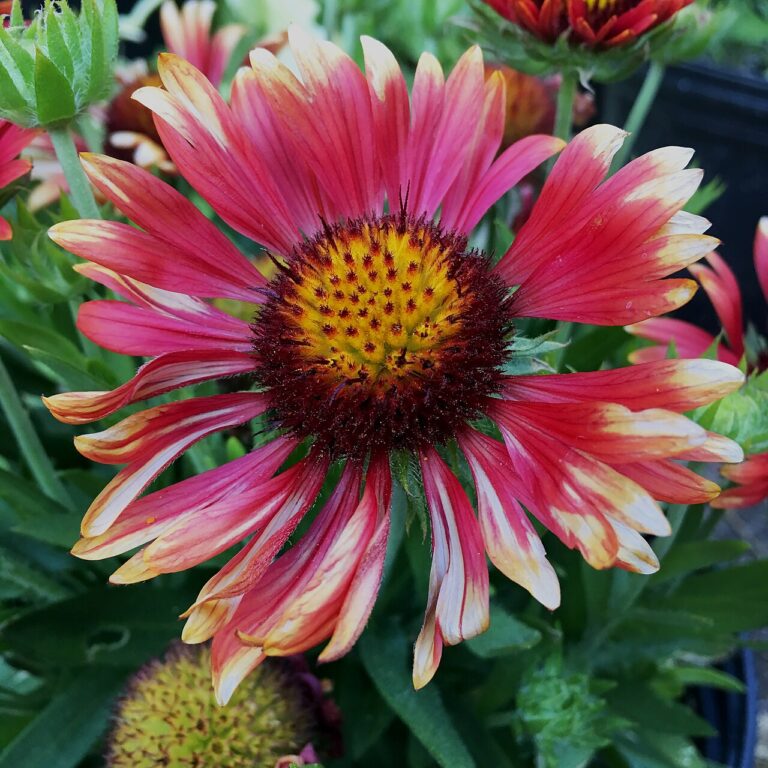 Calendrier des boutures d’été : planifiez votre jardinage pour un résultat optimal