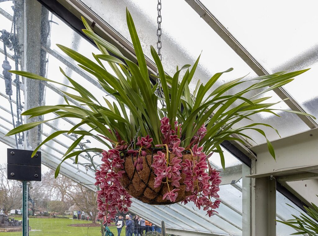 Un parterre de fleurs parfumé à la lavande - Orchid in hanging basket at Kew Gardens Orchid Festival 2026