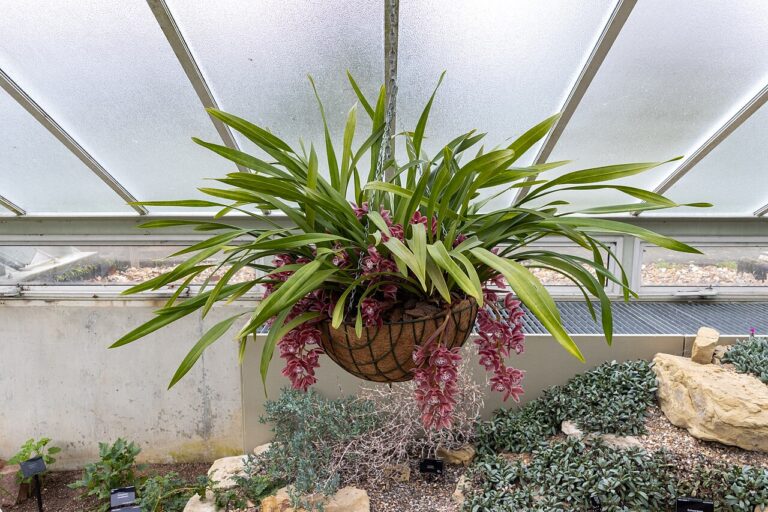 Plantes suspendues : 5 espèces faciles à cultiver pour décorer la maison avec style