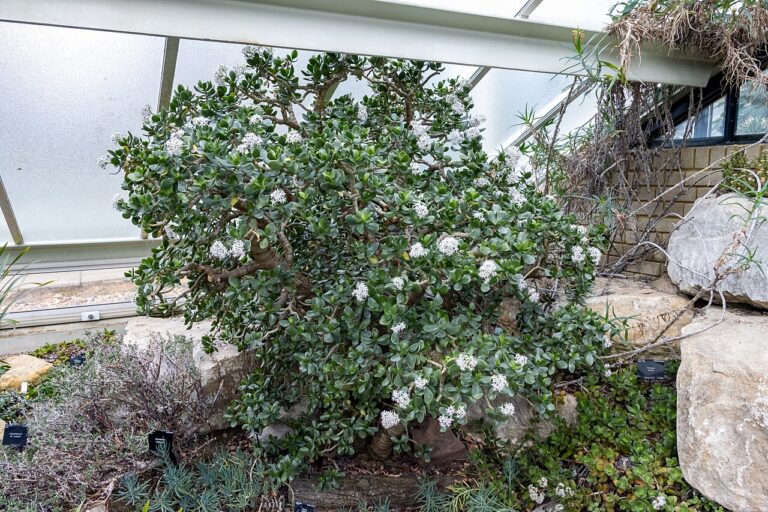 Pourquoi avoir un arbre de Jade et tous les secrets pour l’entretenir à merveille