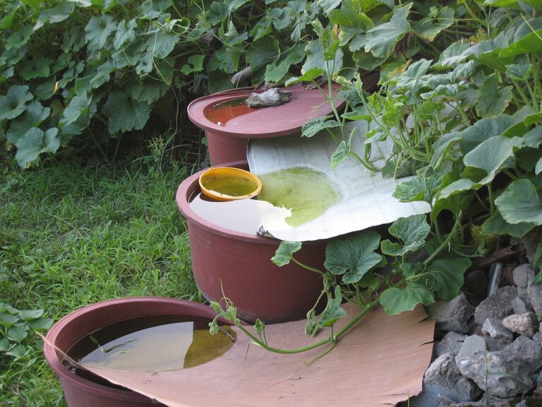 Secrets potager : voici 10 légumes à cultiver soi-même à partir de boutures