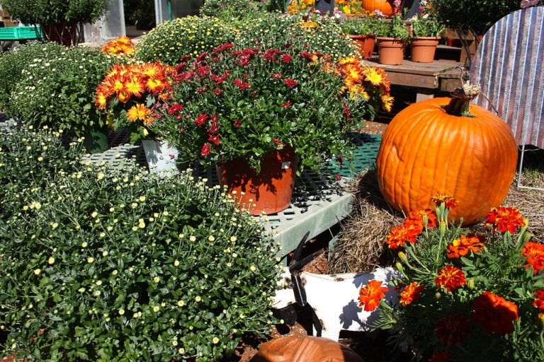 Transformez les feuilles mortes en un fertilisant naturel riche pour vos plantes et votre jardin : le guide