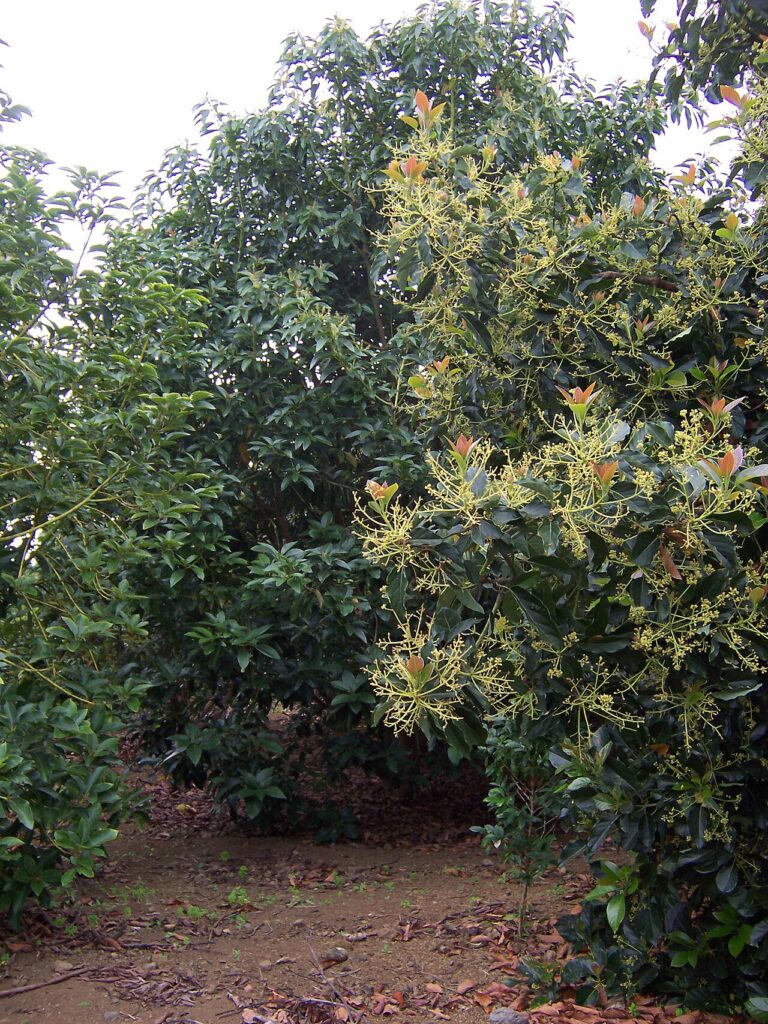 Cultiver un avocatier - Avocado trees (Persea americana) orchard on Réunion island (Les Avirons)
