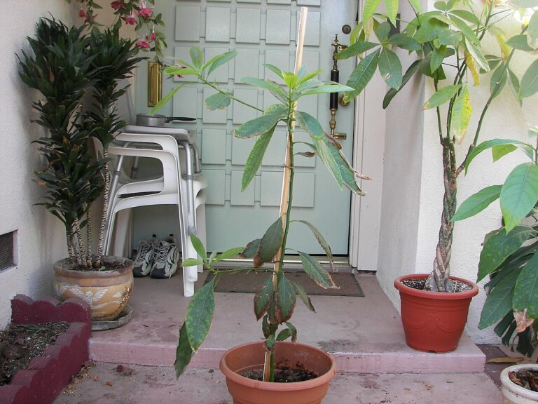 Cultiver un avocatier : voilà comment réussir son coup à partir d’un noyau