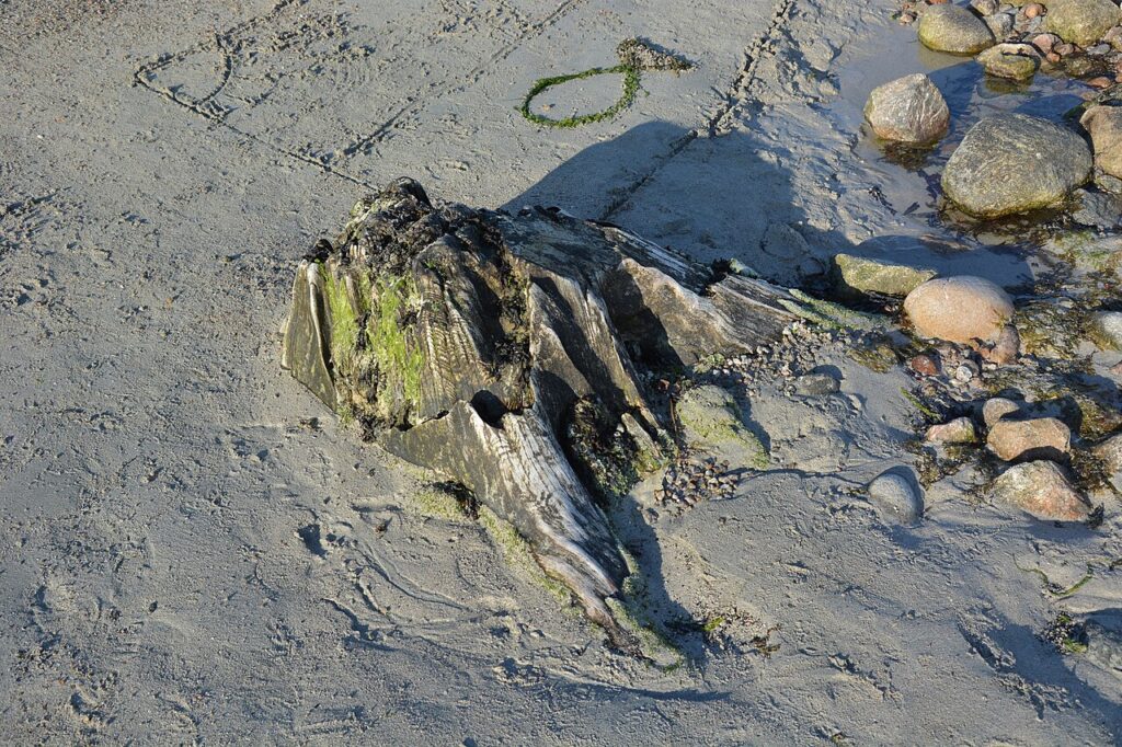 Les rondelles de bois peuvent être transformées en accessoires déco originaux - Tree stump more than 7000 years old discovered on the beach of Barna a