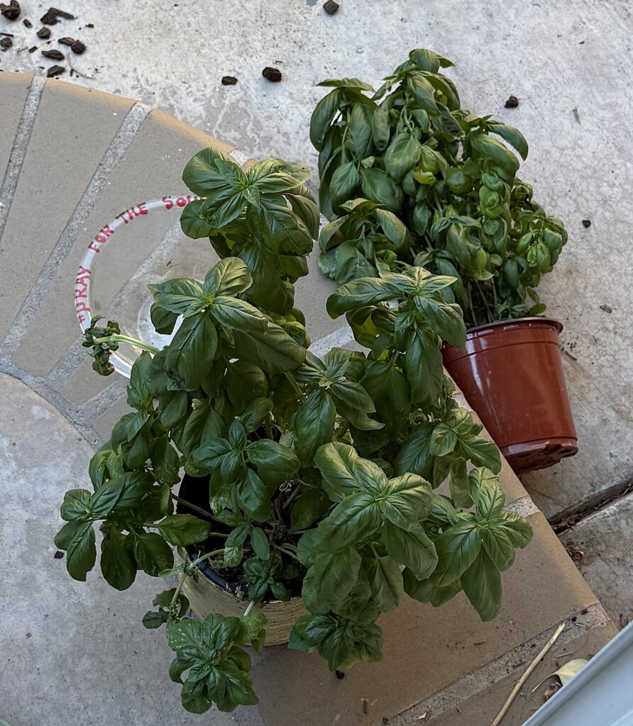 Quelles sont les différences entre le basilic vert et le basilic noir ? Le guide ultime - Basil