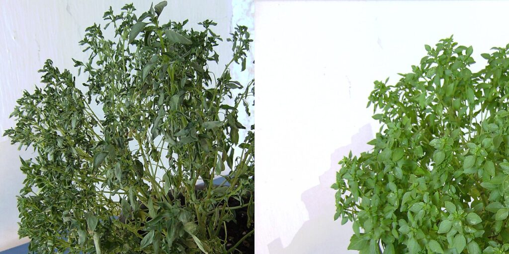 Quelles sont les différences entre le basilic vert et le basilic noir ? Le guide ultime - The same basil plant (Ocimum basilicum) wilted (at left) and