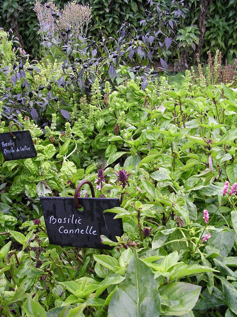 Basilic - basilic canelle