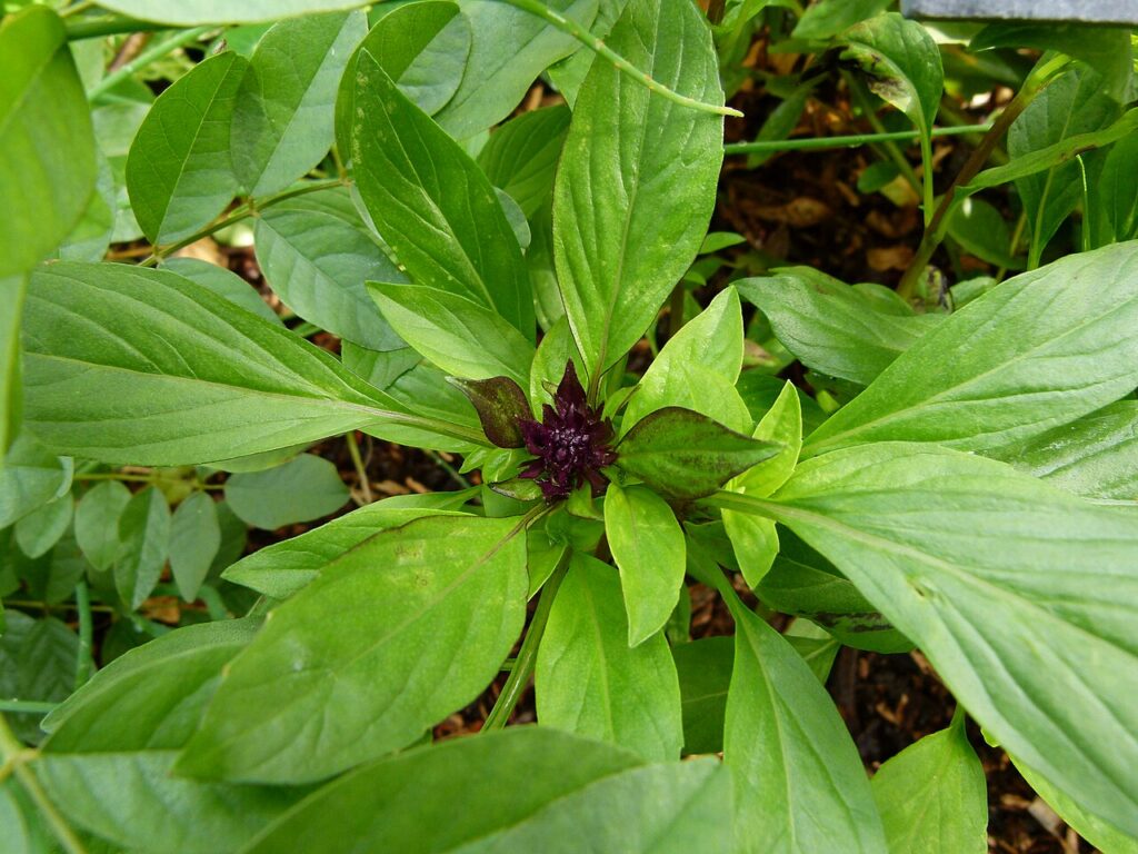 Basilic - Basilic cannelle