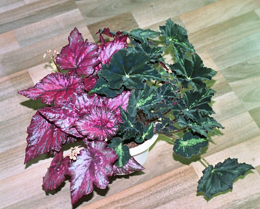 Plantes porte - The begonias which have been grown up by a method of hydroponics.