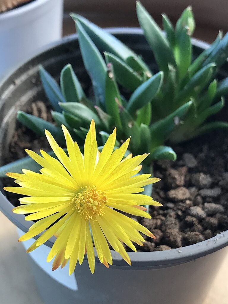 Réalisez une rocaille facile à entretenir avec ces 5 variétés de cactus et succulentes