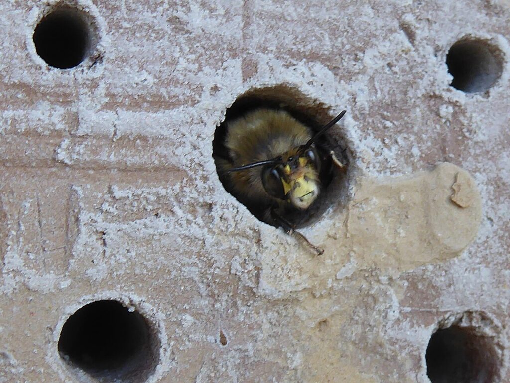 Fini les abeilles et les guêpes grâce à cette méthode naturelle - Bewohner der Lehm und Ton Steilwand im Insektenhotel