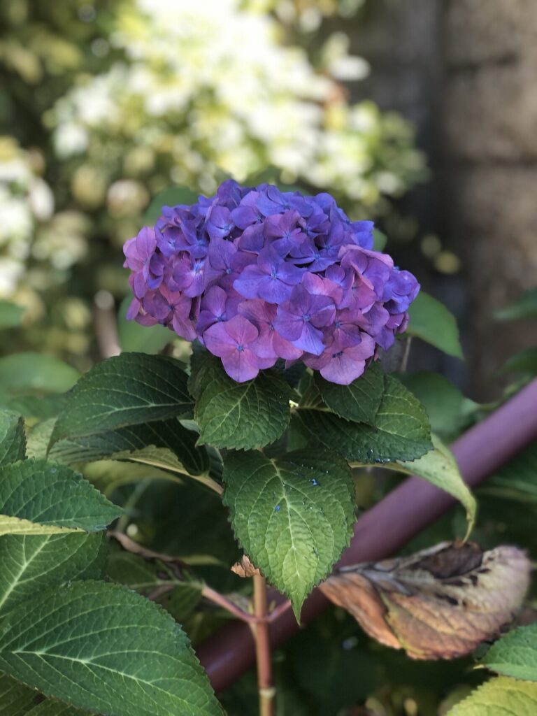 10 inspirations pour décorer avec un joli vase d’hortensias - Purple bigleaf hydrangea (Hydrangea macrophylla)