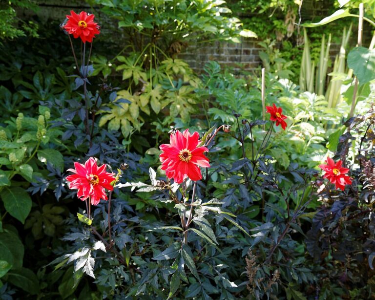 Tailler les plantes desséchées par la chaleur : bonne ou mauvaise idée ?