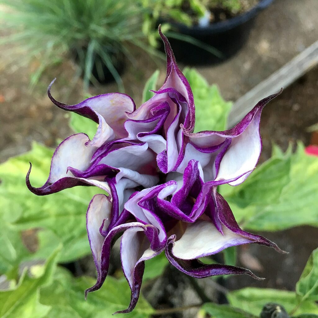 Plantes et pierres pour une rocaille magnifique - Angel's Trumpet 'Blackcurrant Swirl' on August 1, 2017 in Santa Rosa, Ca. Also known as Datura metel