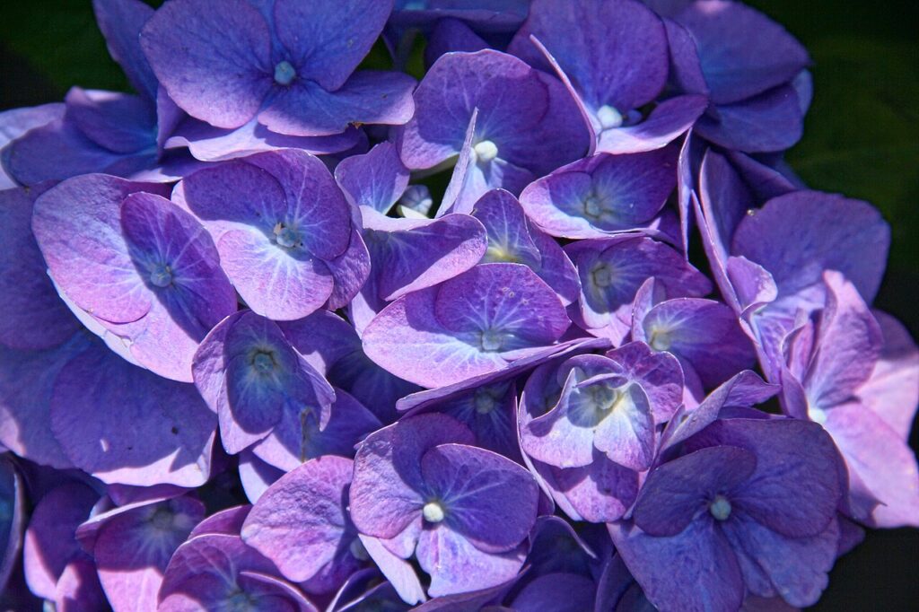 10 inspirations pour décorer avec un joli vase d’hortensias - Blue Hydrangea macrophylla
