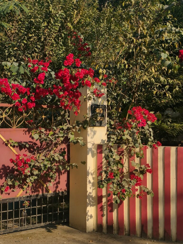 Bougainvillier: une magnifique plante grimpante pour un jardin coloré