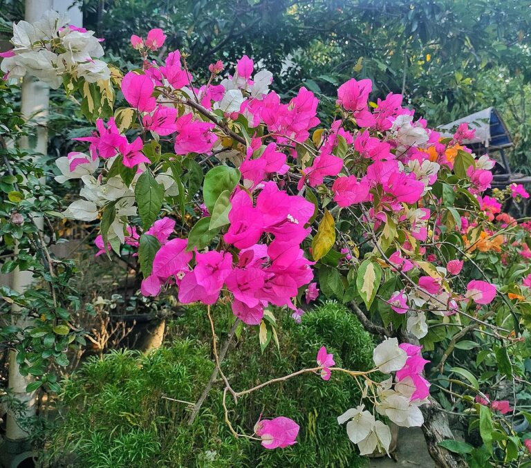 Bougainvillier : 15 erreurs les plus courantes qui pourraient ruiner votre plante