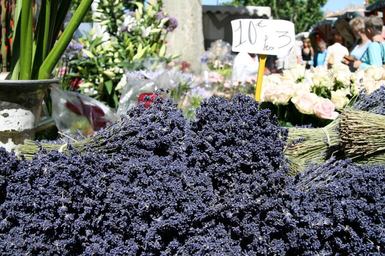 Pourquoi ma lavande meurt-elle sur la terrasse ? Voici les erreurs à ne pas commettre