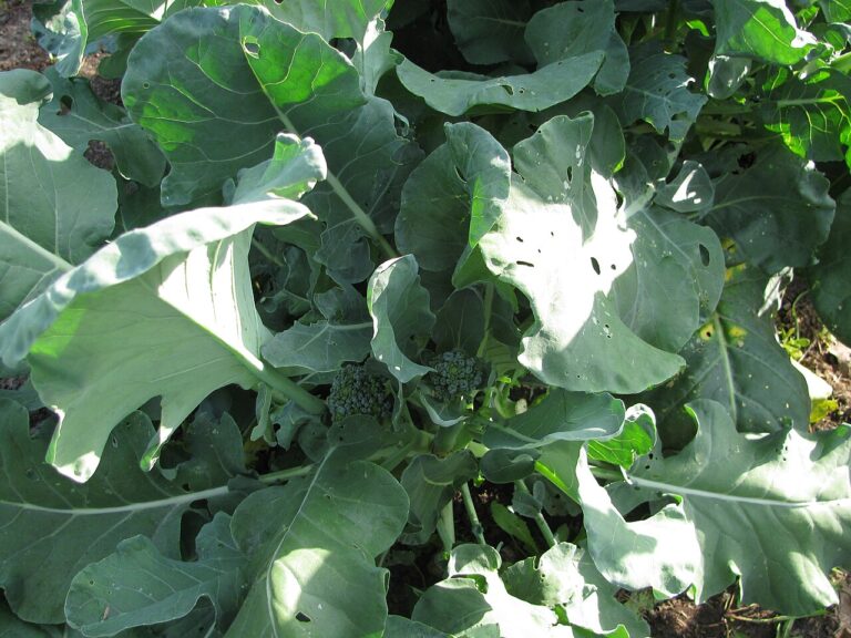 Que planter ou semer en mars dans le jardin et sur le balcon : liste de légumes et d’herbes aromatiques
