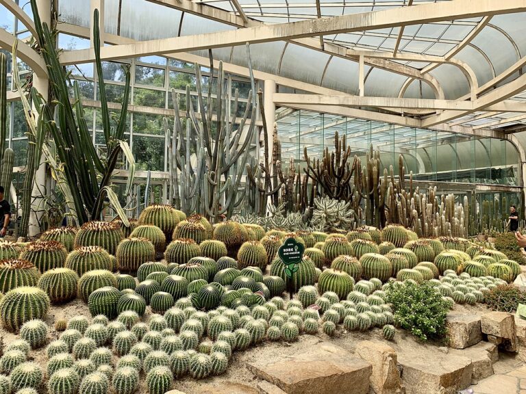 15 idées pour décorer son jardin avec Cactus e Succulentes! Inspirez-vous…