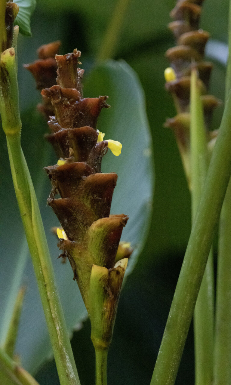 Calathea Insignis : le guide complet pour une plante d’intérieur éblouissante