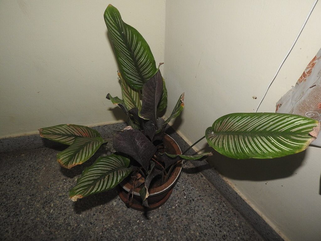 La caisse en bois « green » - Marantaceae-house plant,attractive leaves,green with pink stripes.