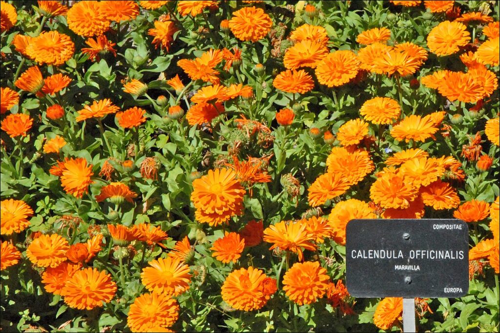 Cultiver le Souci en pot - Calendula Officinalis Maravilla Compositae Le jardin botanique royal est situé au sud du Prado. Commandé par le Roi Bourbon