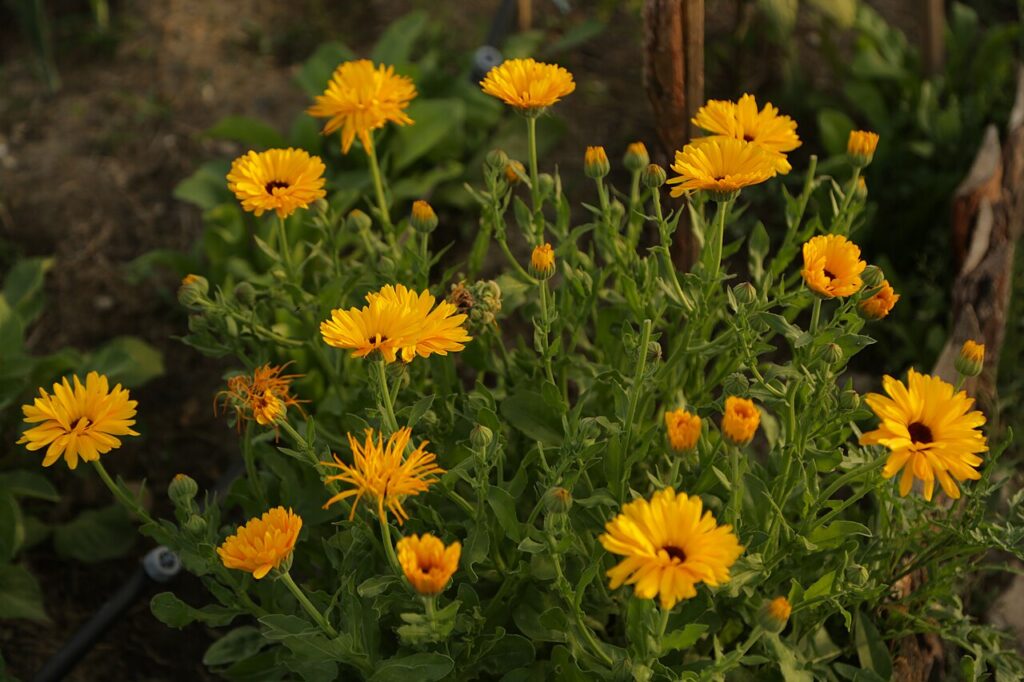 Cultiver le Souci en pot - Calendula flowers (Latin: Calendula Officinalis) are widely used in folk medicine, for preparation of infusions, oils, in n