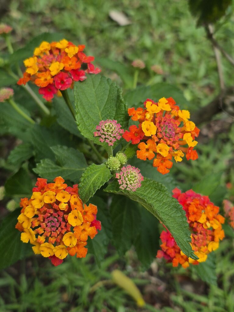 Boutures de lantana - Cambará (Lantana camara) em Bagé-RS