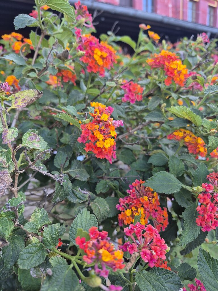Boutures de lantana - Cambará (do tupi kamará) na primavera (Lantana camara)